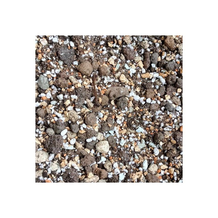 botanic-soil-succulent.jpg