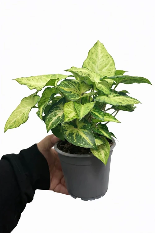 syngonium.jpg
