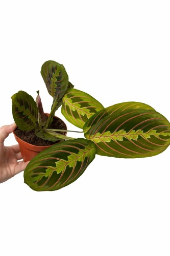 maranta.jpg